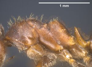Lasius sichuense Holotype worker antweb1041452 p2.jpg