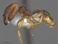 MCZ-ENT00300863 Pheidole hispaniolae hal.jpg