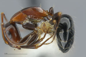 MCZ Camponotus sayi hal3 2.jpg