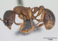 Myrmica schencki casent0172731 profile 1.jpg