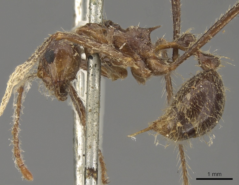 File:Myrmicaria arachnoides casent0901425 p 1 high.jpg