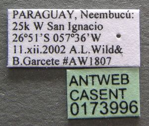 Nesomyrmex spininodis casent0173996 label 1.jpg