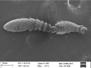 Ooceraea octoantenna F4.jpg