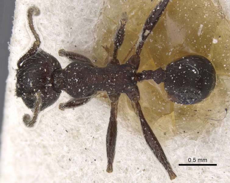 File:Pheidole excellens casent0913310 d 1 high.jpg