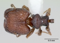 Pheidole recondita casent0173102 dorsal 1.jpg