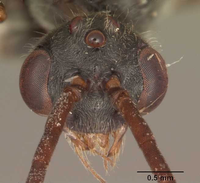 File:Phrynoponera gabonensis sam-hym-c002826 head 1.jpg