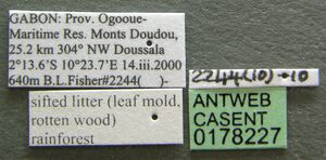 Phrynoponera transversa casent0178227 label 1.jpg