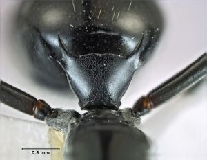 Polyrhachis cybele petiole.jpg