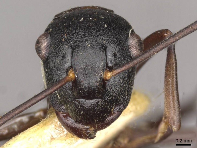 File:Polyrhachis yarrabahensis casent0910785 h 1 high.jpg