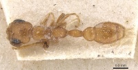 Pseudomyrmex solisi casent0915518 d 1 high.jpg