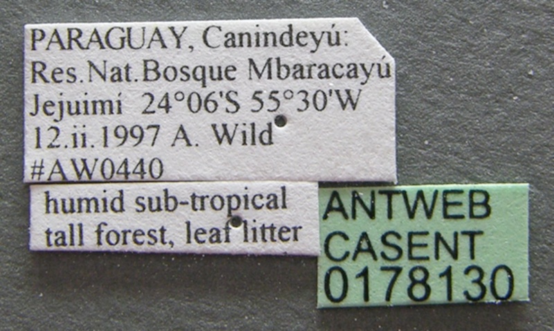 File:Solenopsis albidula casent0178130 label 1.jpg