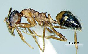 Wachkoo, A.A., Bharti, H. et al. 2021. Taxonomic review of the ant genus Lepisiota from India (10.20363@BZB-2021.70.2.227), Fig. 29.jpg
