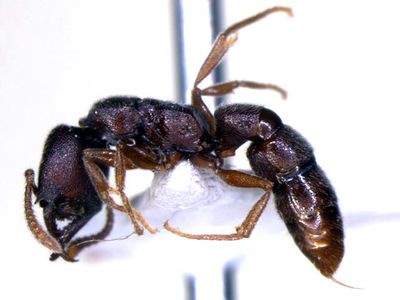 Stigmatomma zaojun - AntWiki