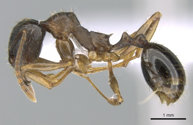 File:Aphaenogaster graeca casent0906111 p 1 high.jpg