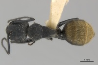 Camponotus chilensis casent0217624 dorsal 1.jpg