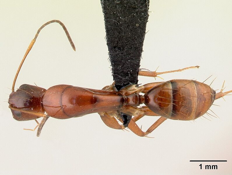 File:Camponotus raina Holotype worker casent0499051 d.jpg