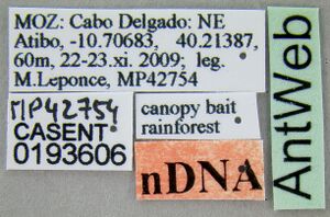 Crematogaster castanea casent0193606 l 1 high.jpg