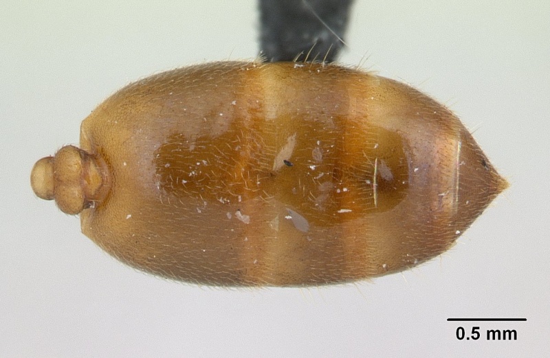 File:Crematogaster sewellii casent0132820 dorsal 2.jpg