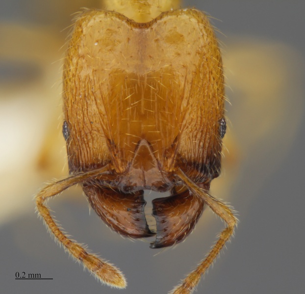 File:MCZ-ENT00668198 Pheidole sp11 hef.jpg