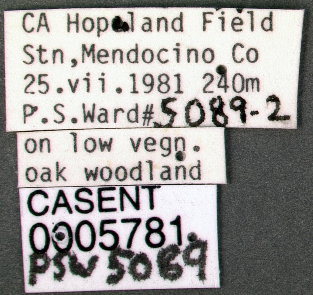 File:Monomorium ergatogyna casent0005781 label 1.jpg