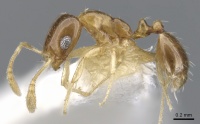 Monomorium katir casent0902244 p 1 high.jpg