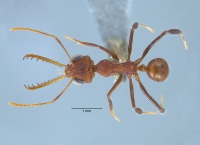 Myrmoteras mcartheri dorsal.jpg