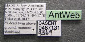 Nesomyrmex madecassus casent0487131 label 1.jpg