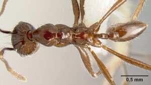 Pheidole ajax inbiocri001280418 dorsal 1.jpg