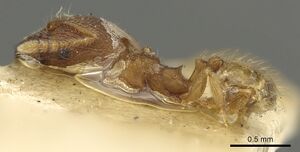 Pheidole sculptior casent0901614 p 1 high.jpg