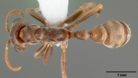 Pseudomyrmex satanicus casent0005799 dorsal 1.jpg