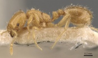 Solenopsis orestes casent0908822 p 1 high.jpg