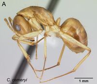 Camponotus cemeryi 49a.jpg