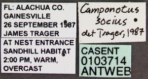 Camponotus socius casent0103714 label 1.jpg