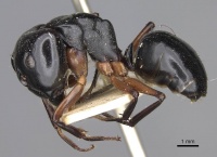 Camponotus tumidus casent0906934 p 1 high.jpg