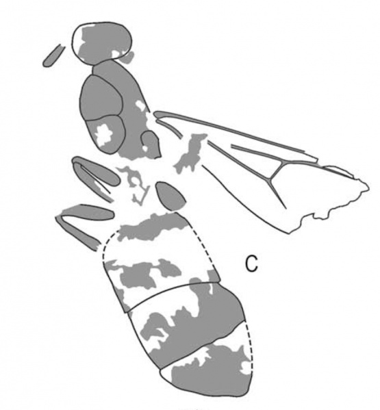 File:Dlussky-&-Putyatina 2014-12Camponotus-induratusC.jpg