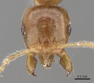 Lophomyrmex lucidus - AntWiki