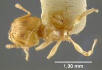 MCZ-ENT00008694 Pheidole onifera had.jpg