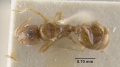 MCZ-ENT00020781 Epipheidole inquilina had.jpg