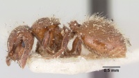 Meranoplus radamae casent0101238 profile 1.jpg