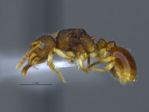 Myrmica semiparasitica lat MCZ-ENT00589543.jpg