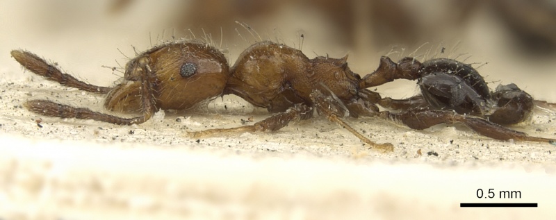 File:Pheidole fabricator casent0901612 p 1 high.jpg