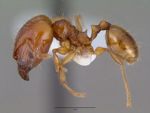 Pheidole fervens casent0008638 profile 1.jpg