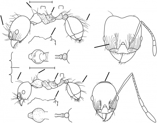 Pheidole pubiventris Wilson 2003.jpg