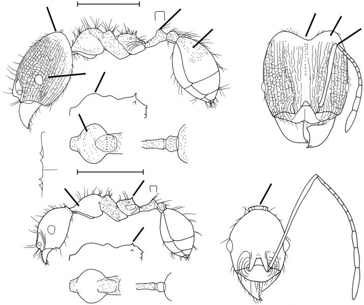 File:Pheidole susannae Wilson 2003.jpg