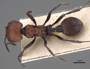 Pogonomyrmex longibarbis casent0914115 d 1 high.jpg