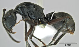 Polyrhachis capillata side.jpg