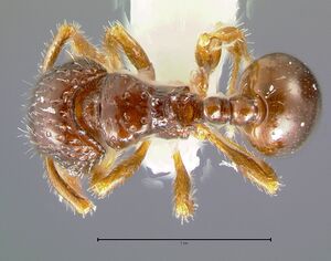 Pristomyrmex-simplexD6.3x.jpg