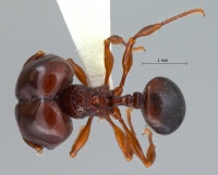 Acanthomyrmex-padanensis-major-am-lg.jpg