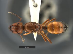 Camponotus-snellingi-MCZ001QD.jpg