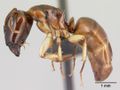 Camponotus androy casent0454031 p 1 high.jpg